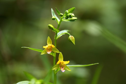 カキラン