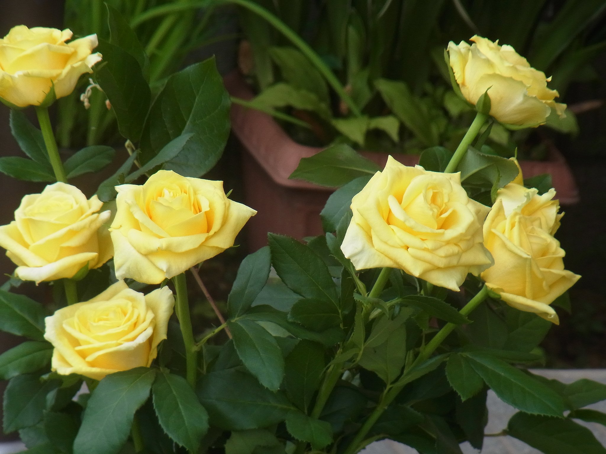 【温】父の日の花