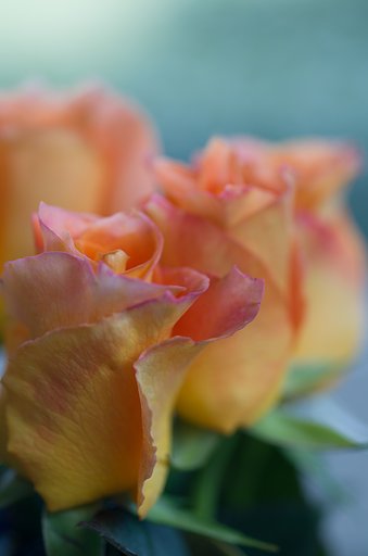 SIGMA MACRO 70mm F2.8
