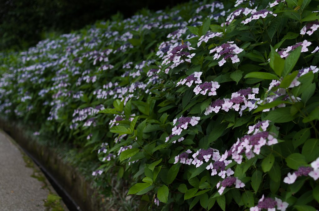 SIGMA 30mm F1.4 DC HSM