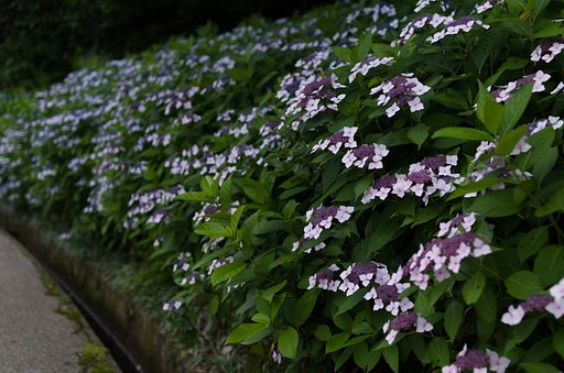 SIGMA 30mm F1.4 DC HSM