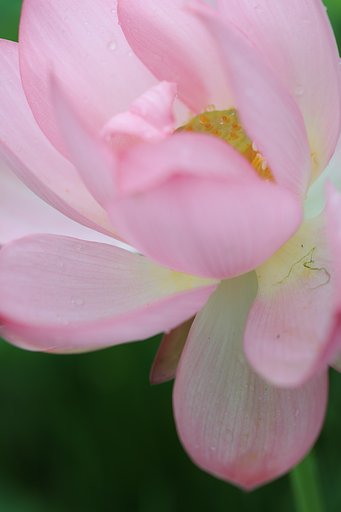 蓮が咲き始めました。