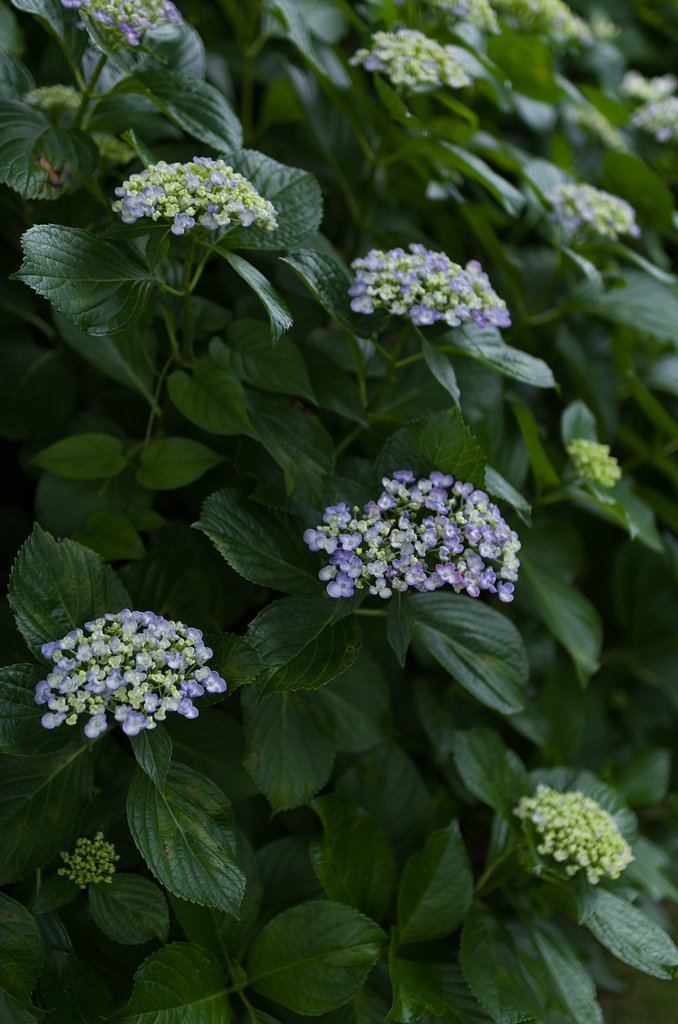 渦紫陽花