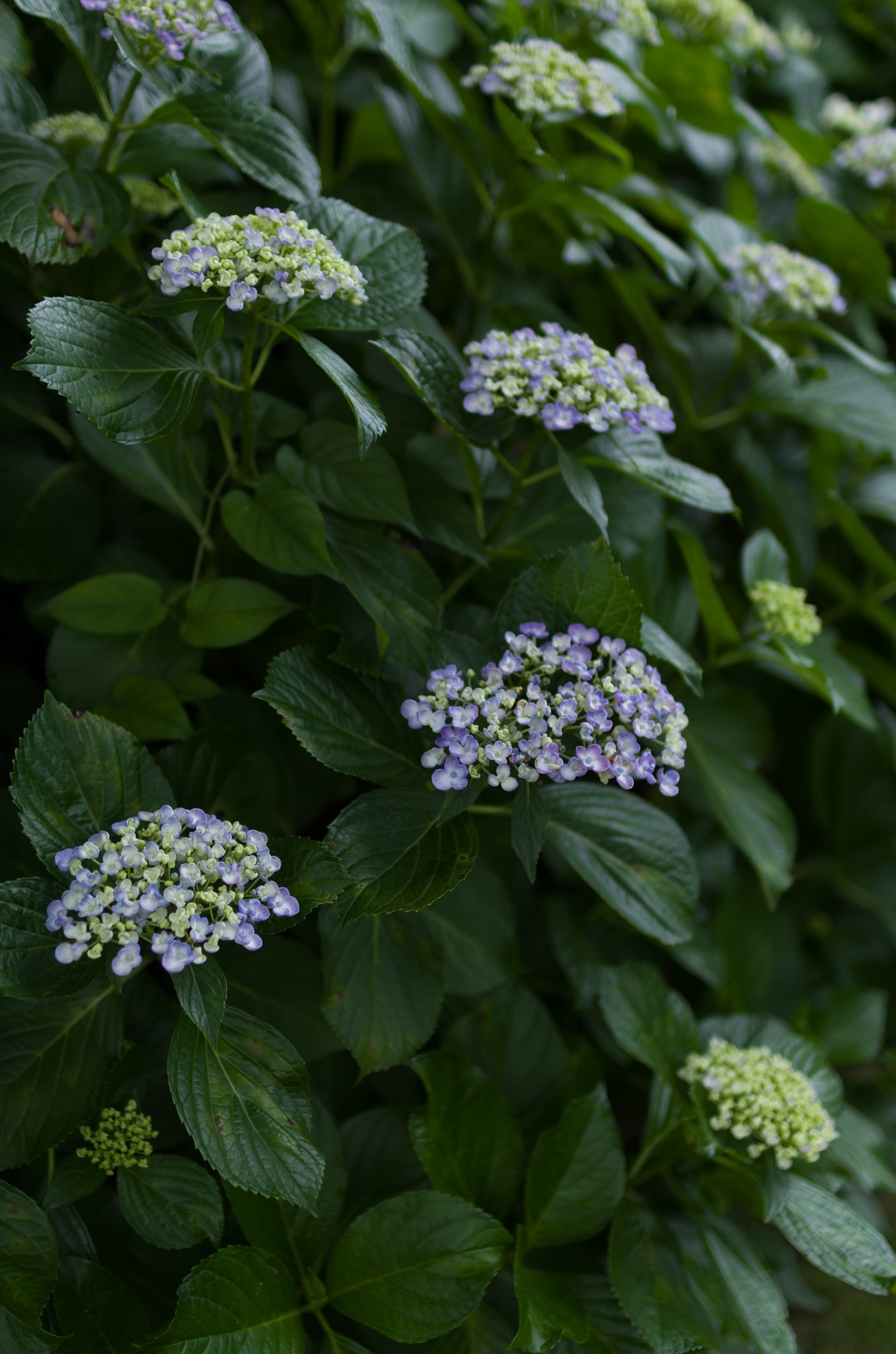 渦紫陽花