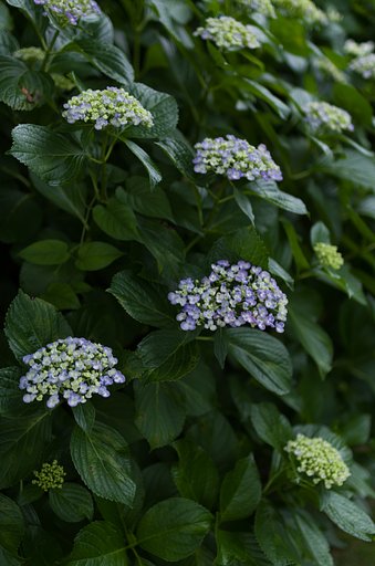 渦紫陽花