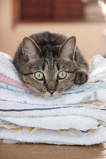 ねこ