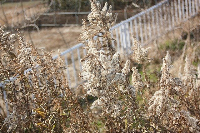 お花も一休み