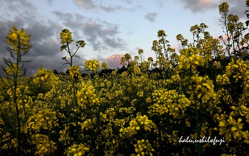菜の花に埋もれて