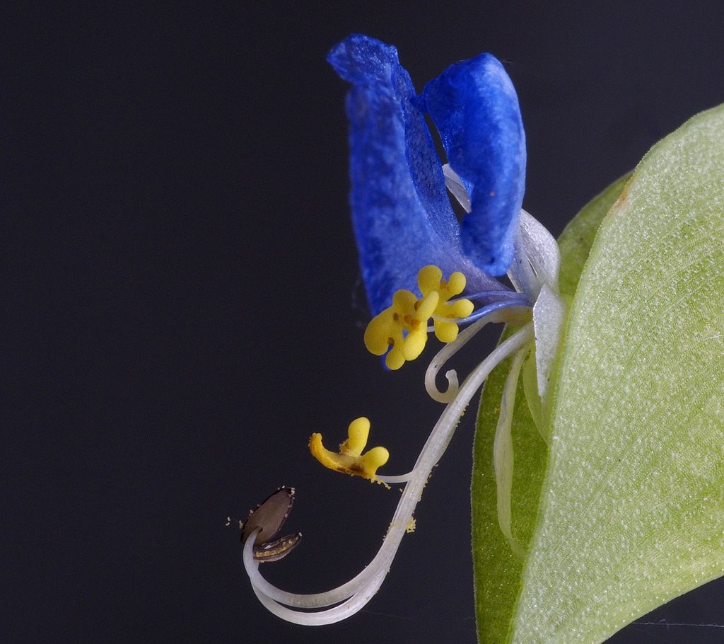 ツユクサ