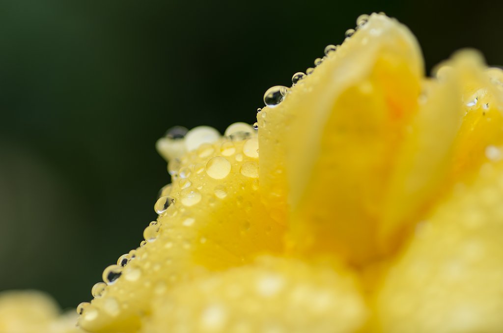 喜雨Ⅴ