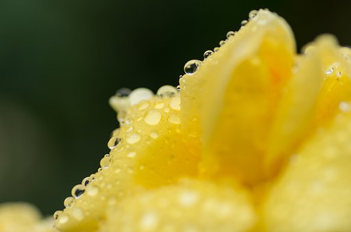 喜雨Ⅴ