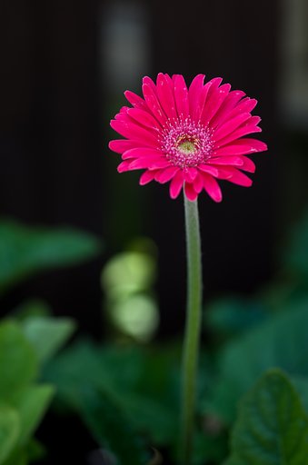 SIGMA MACRO 70mm F2.8