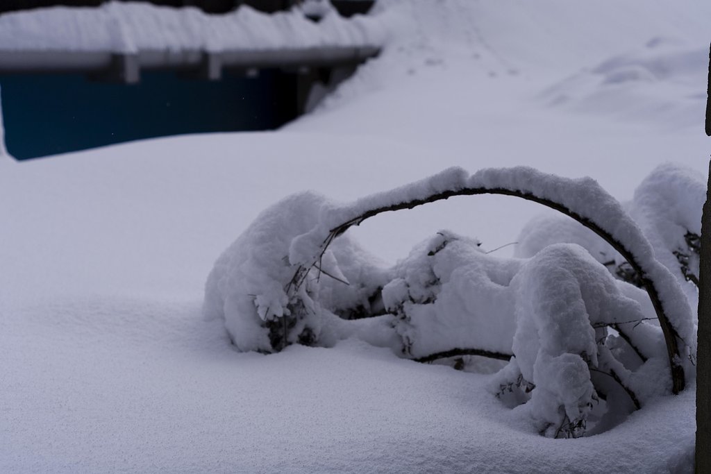 雪のナンテン！