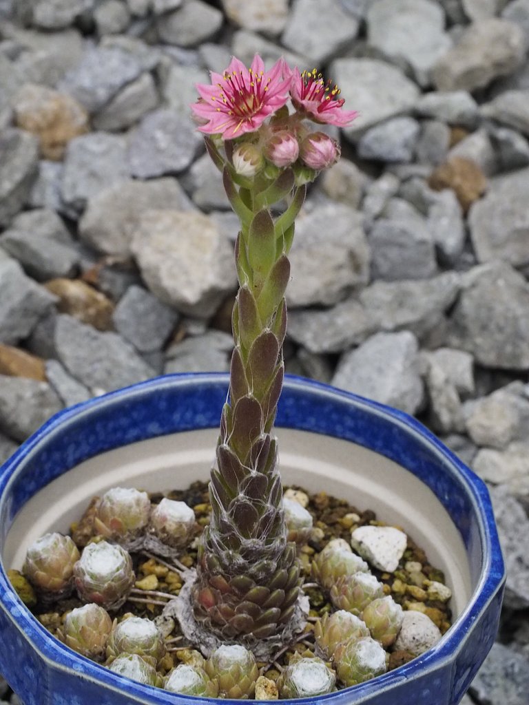 マキギヌ