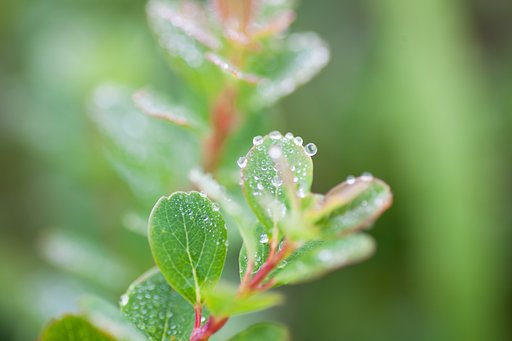 高山植物マクロの世界