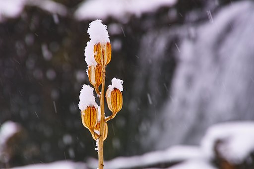 オオウバユリの花