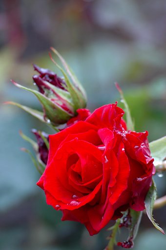 薔薇が咲いた♪