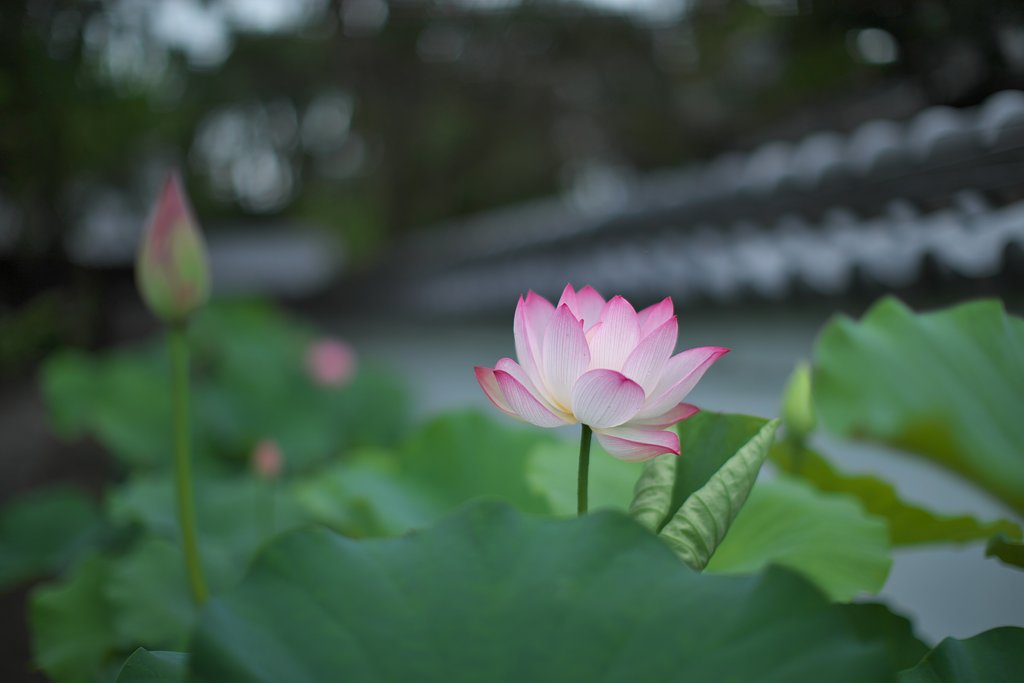 EF50 F1.2 L