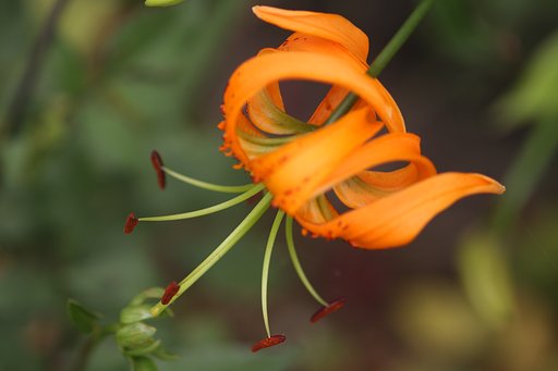 Canon  EF100㎜F2.8　macro