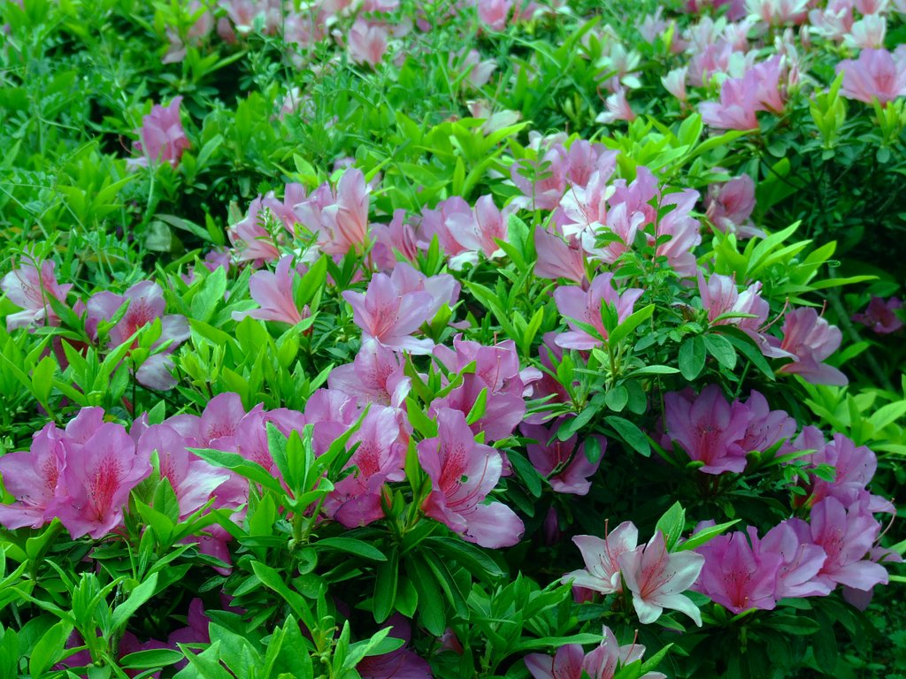 造花のイメージで