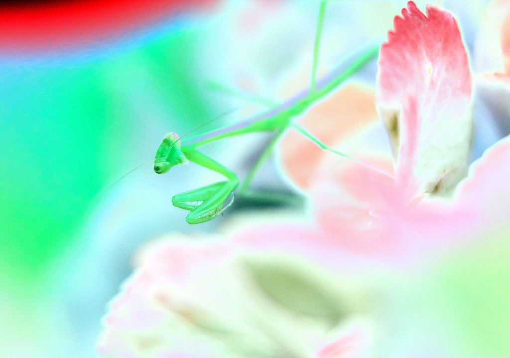 昆虫
