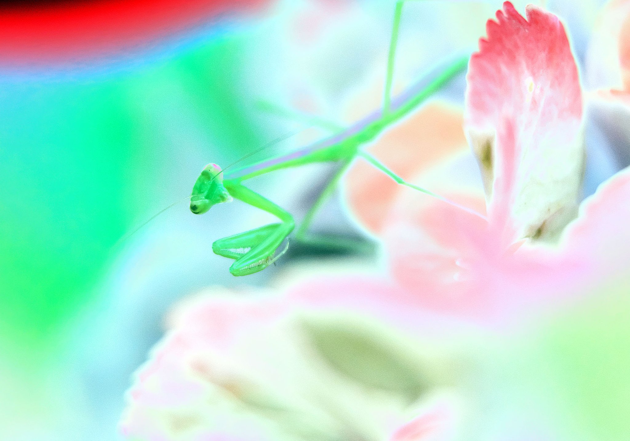昆虫