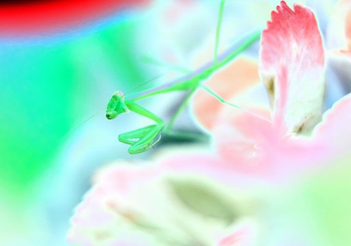 昆虫