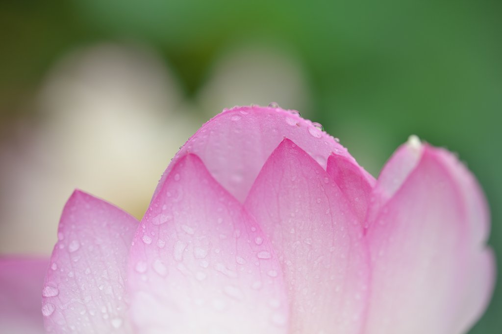 SP 90mm F/2.8 Di MACRO 1:1 VC USD