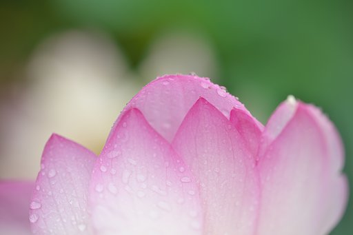 SP 90mm F/2.8 Di MACRO 1:1 VC USD
