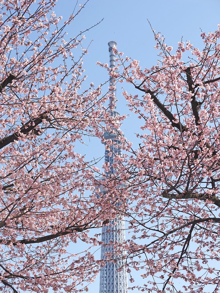 春の軸