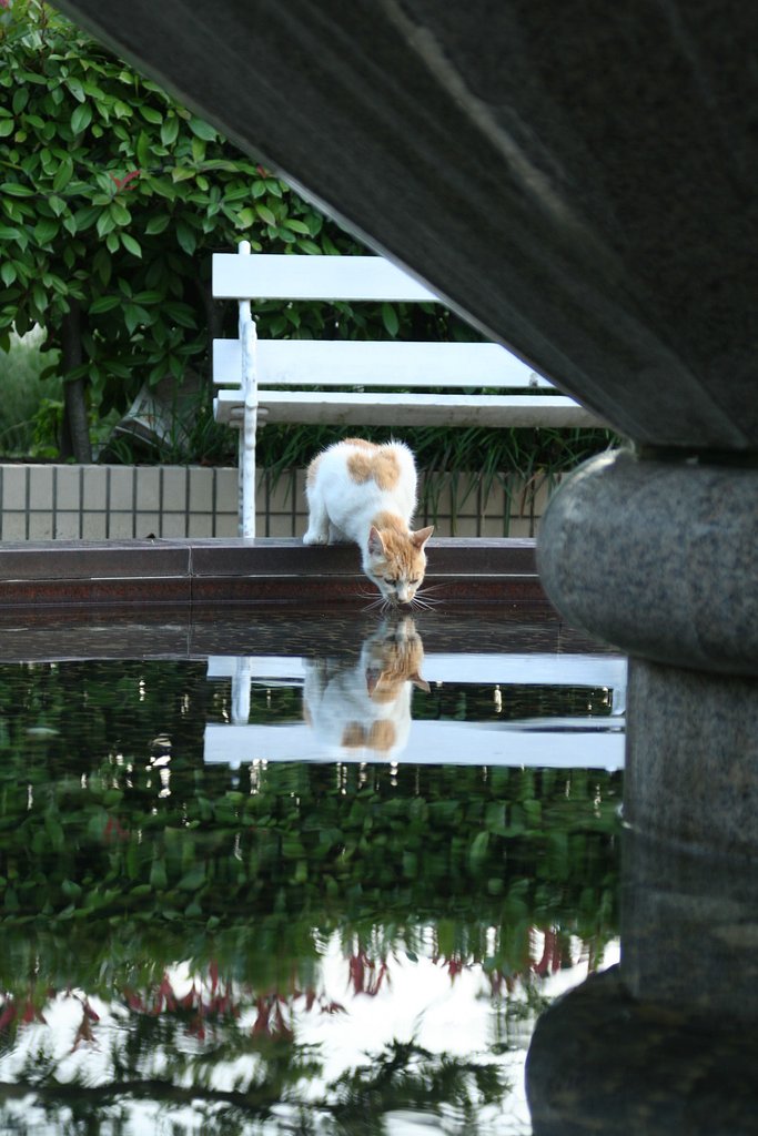 ノラ、ひと休み