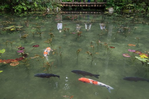 名も無き池の賑わい