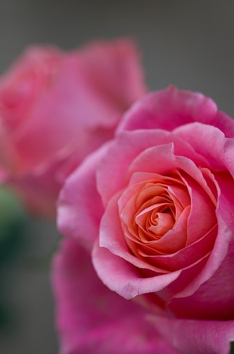 SIGMA MACRO 70mm F2.8