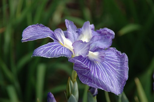 花菖蒲　その②
