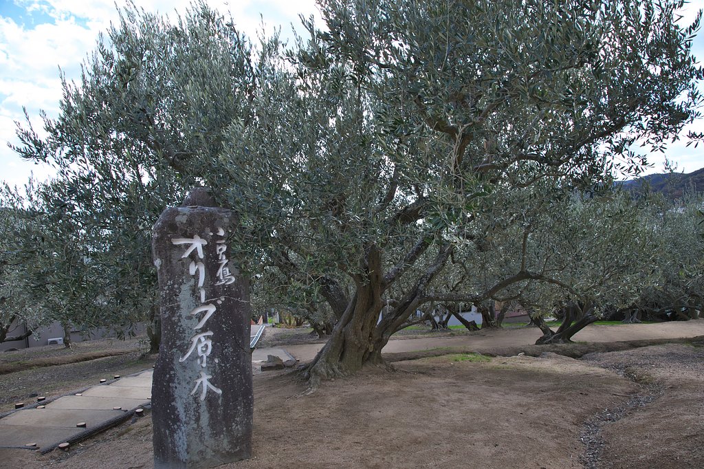 小豆島のオリーブ園