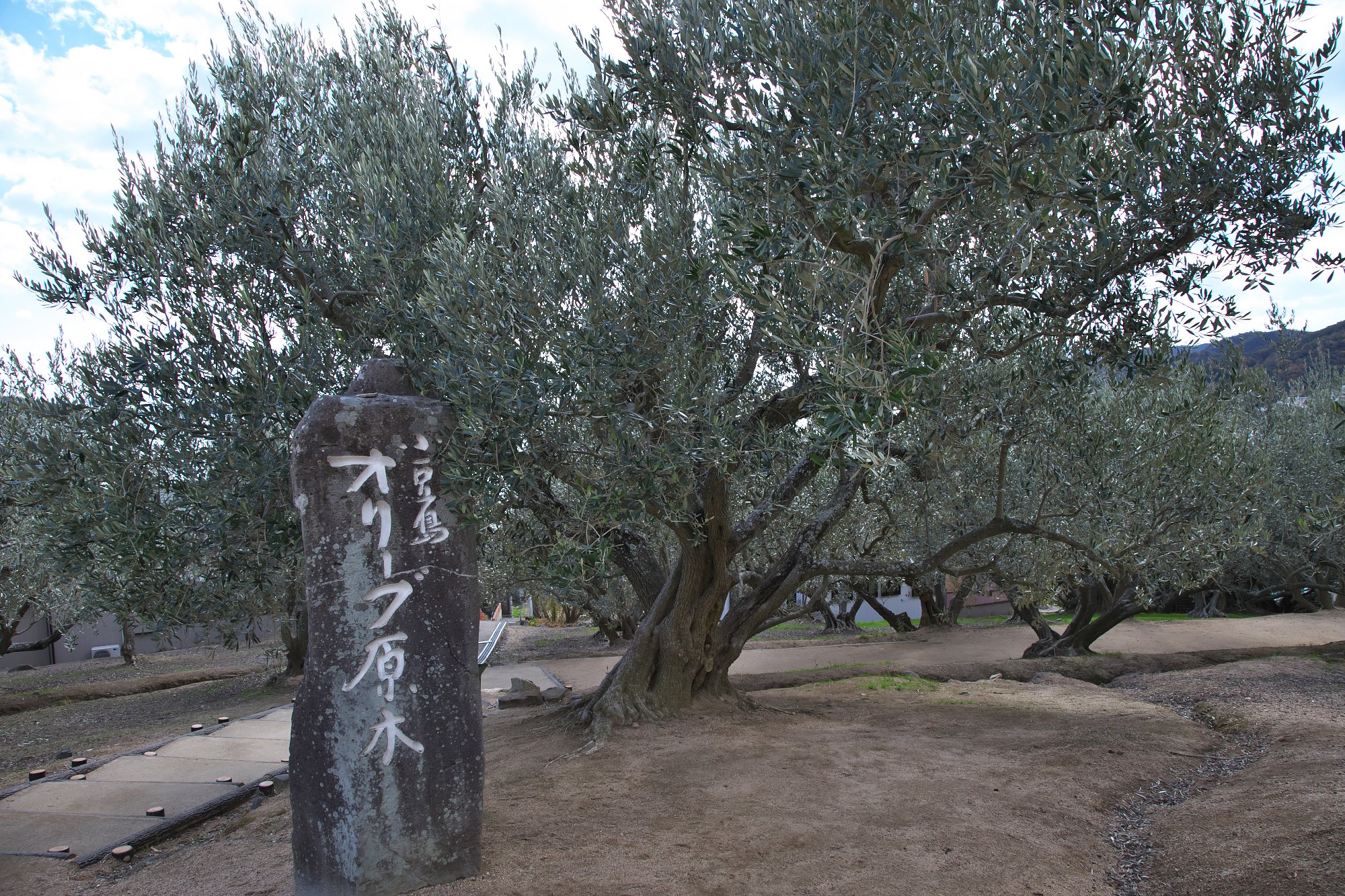 小豆島のオリーブ園