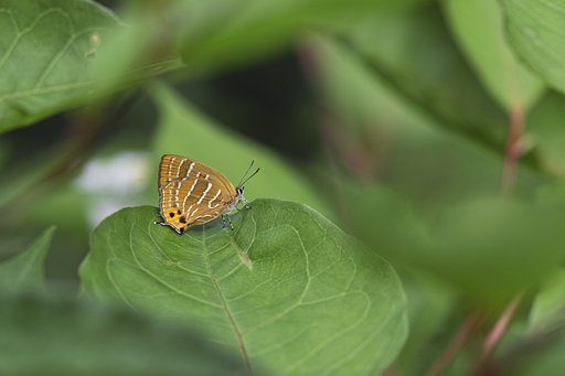 【温】かい翅裏、かなぁ〜？