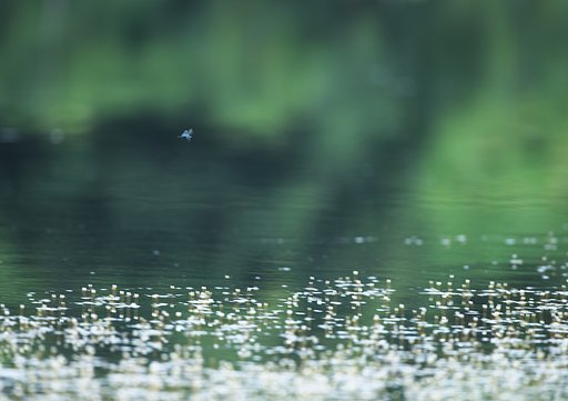 ひらりひらり
