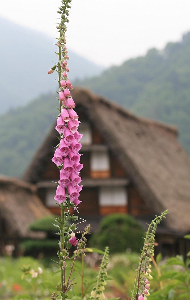 花・・・！