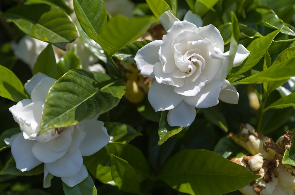 SIGMA 30mm F1.4 DC HSM