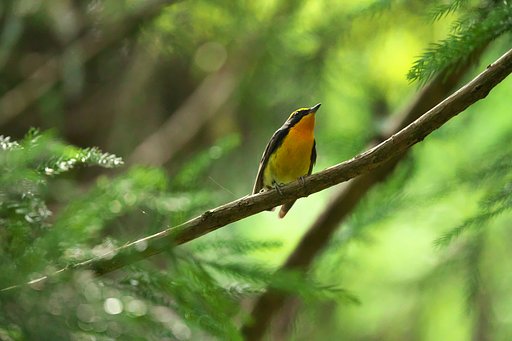 EF500mm F4L IS＋EF1.4Ⅲ