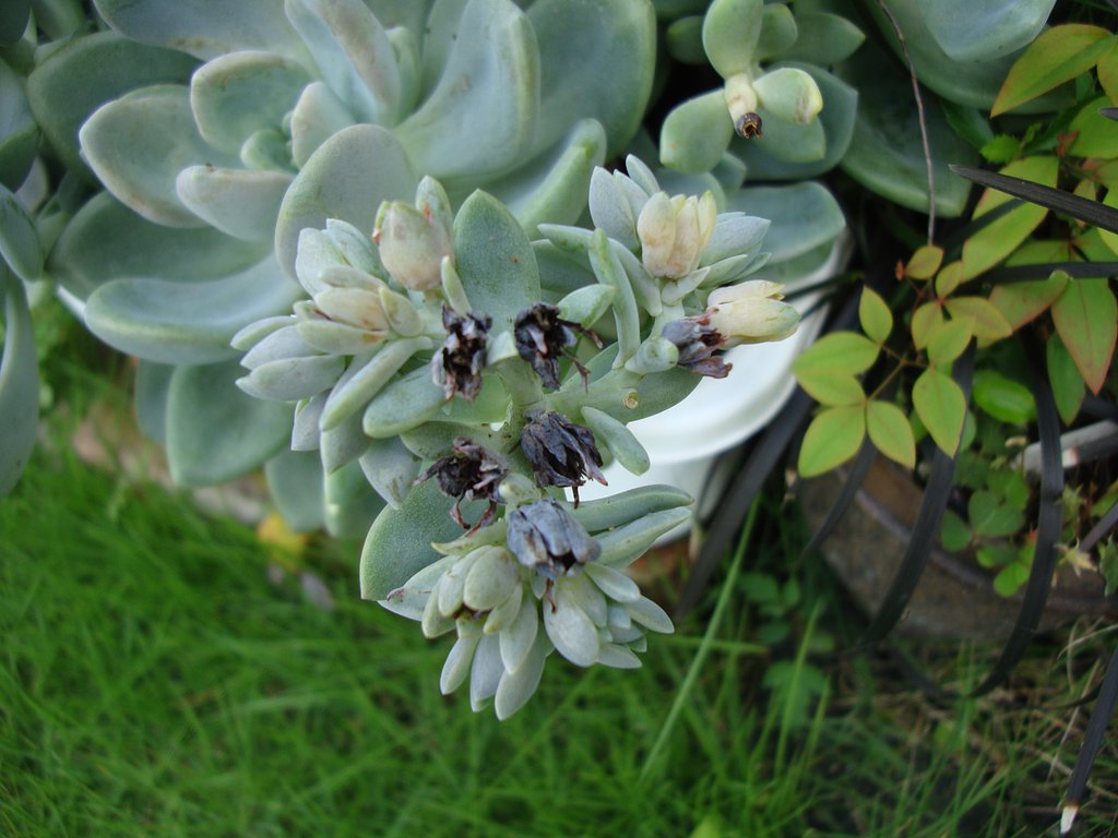 多肉植物の花