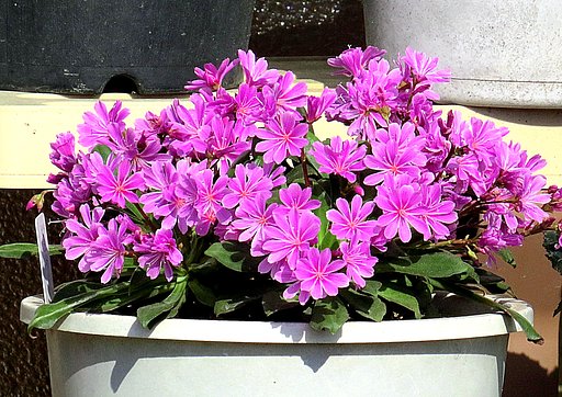 鉢植えの芝桜
