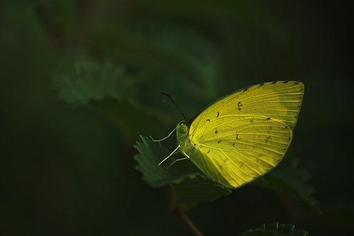 早朝のキタキチョウ