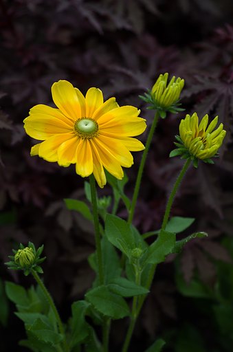 SIGMA MACRO 70mm F2.8