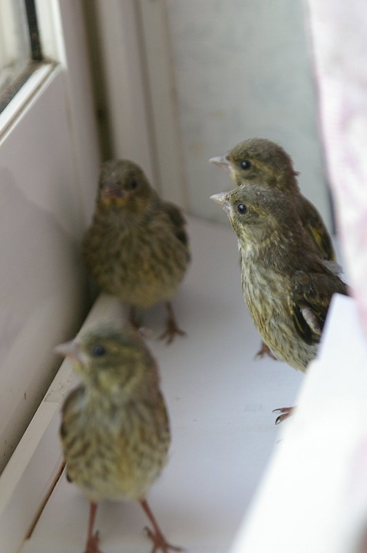 カワラヒワその２