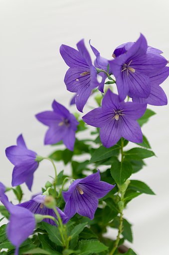 SIGMA 30mm F1.4 DC HSM