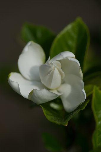 TAMRON 28-300mm F3.5-6.3 VC