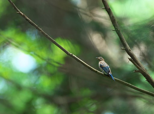 EF500mm F4L IS＋EF1.4Ⅲ