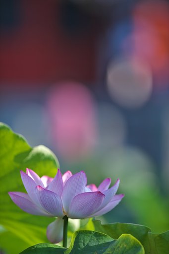光の恵み
